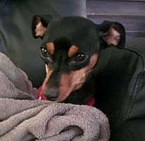 Ella