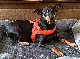 Missy