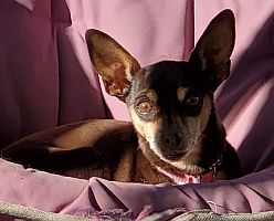 Samantha