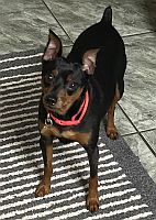 Vinnie