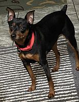 Vinnie